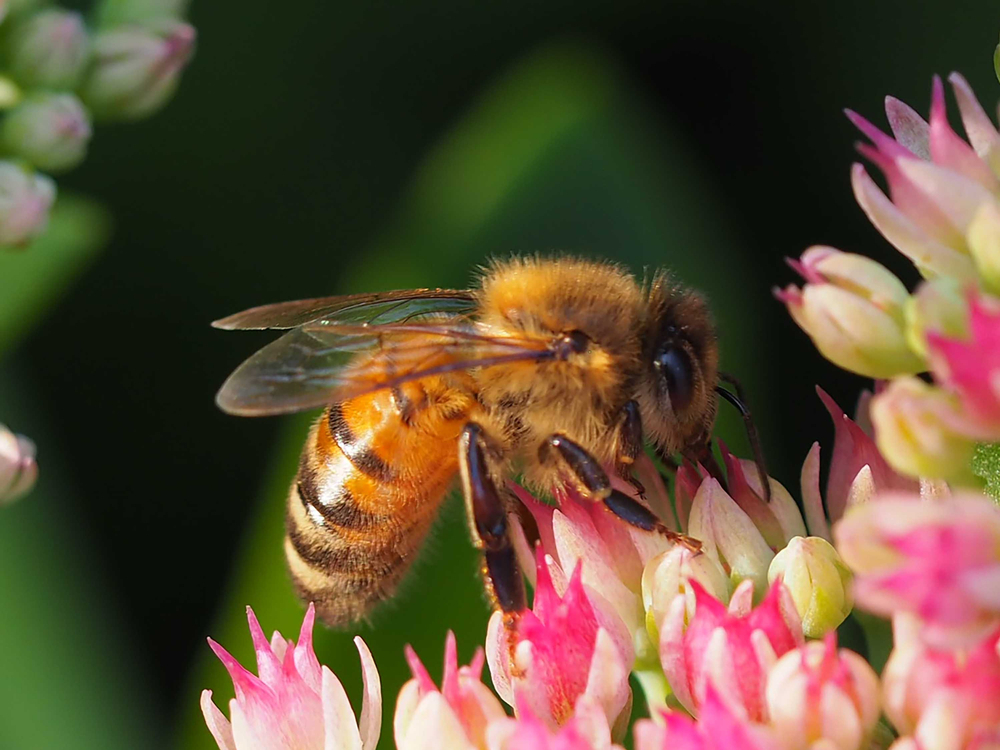 Do Bee Stings Increase Testosterone