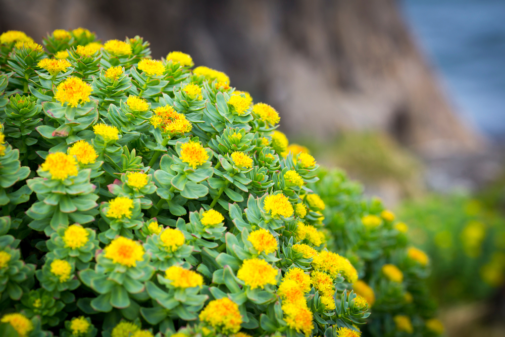 Does Rhodiola Increase Testosterone