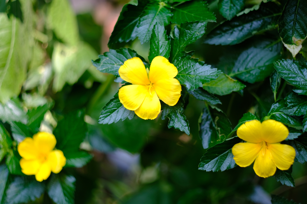 Will Damiana Leaf Actually Increase Your Testosterone