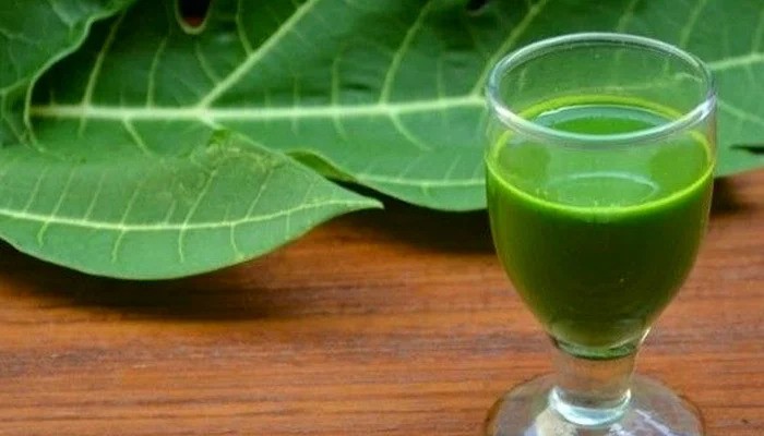 How to Make Papaya Leaf Extract for Low Platelet Count