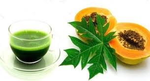How to Take Papaya Leaf Extract