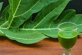 How to Use Papaya Leaf Extract: A Science-Backed Guide for Optimal Benefits