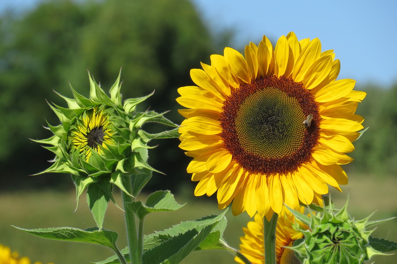 Is Sunflower Lecithin Better Than Soy Lecithin? A Comprehensive Guide